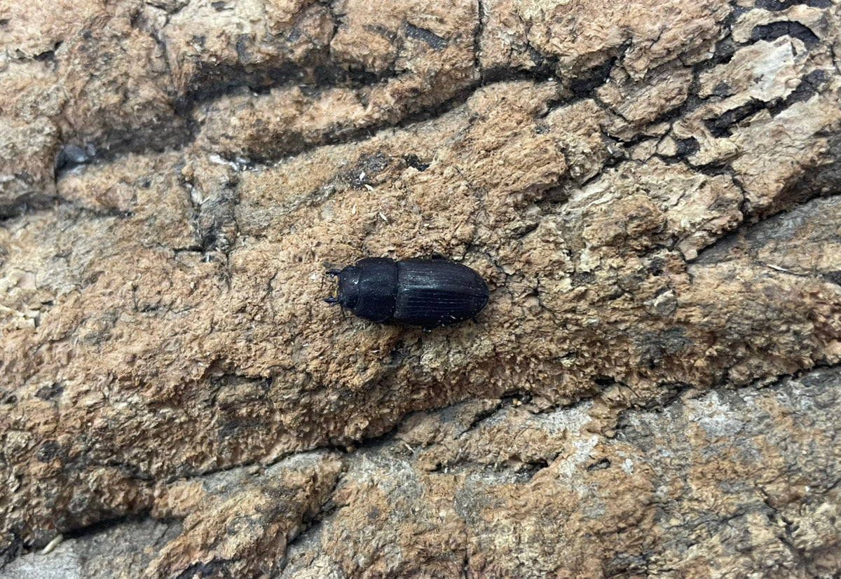 インプレッシコリスネブトクワガタ