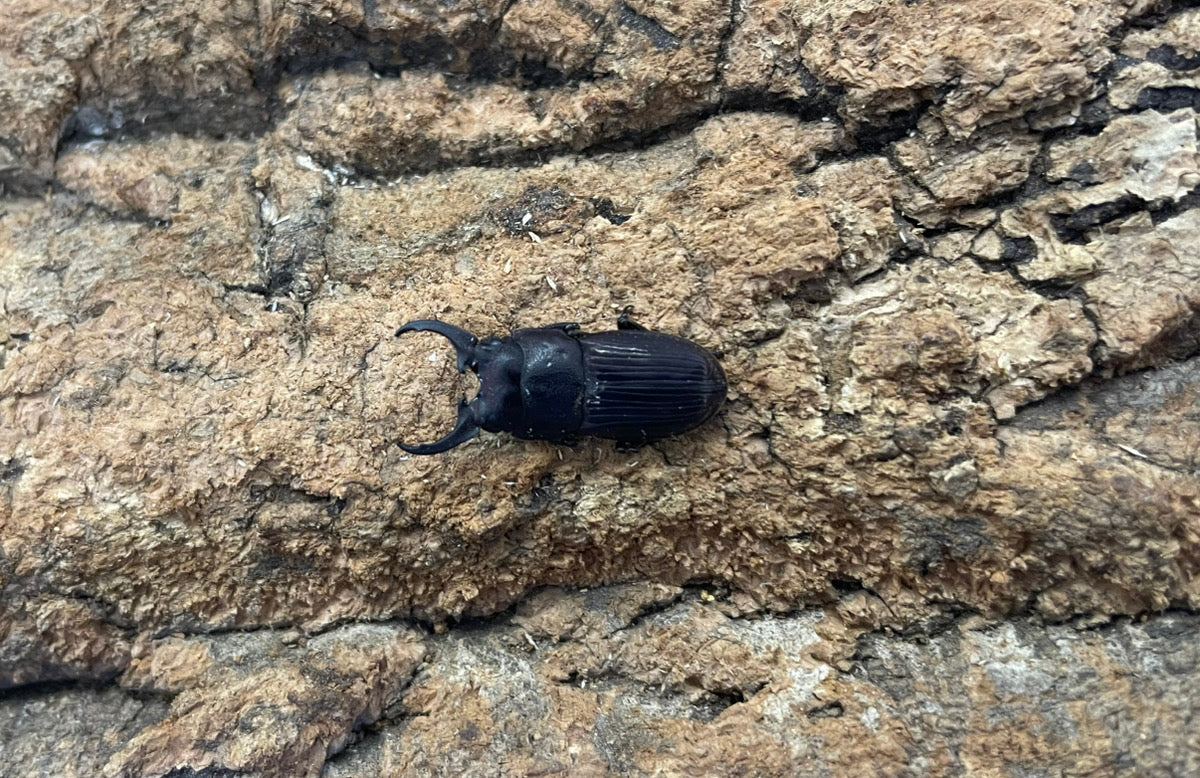 インプレッシコリスネブトクワガタ