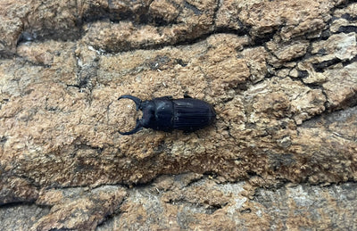 インプレッシコリスネブトクワガタ