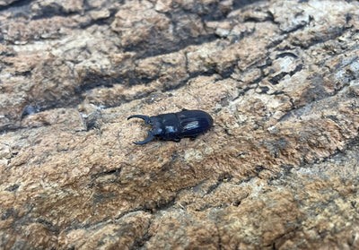 インプレッシコリスネブトクワガタ