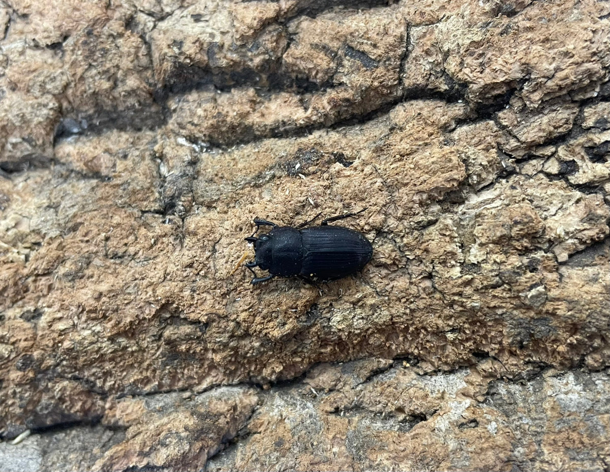 インプレッシコリスネブトクワガタ