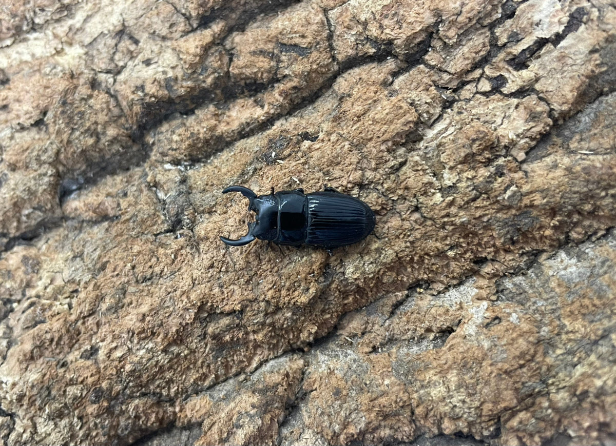 チェリフェルネブトクワガタ