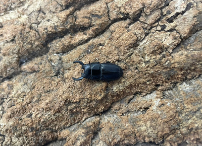 チェリフェルネブトクワガタ