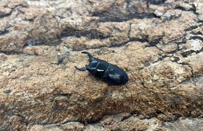 チェリフェルネブトクワガタ