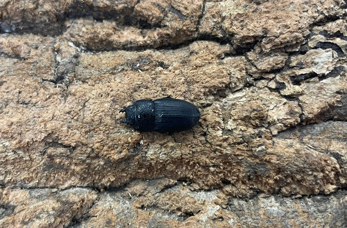 チェリフェルネブトクワガタ