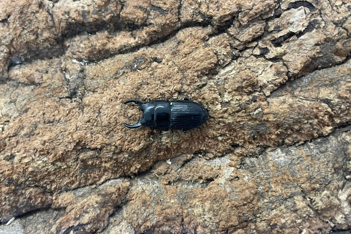 チェリフェルネブトクワガタ