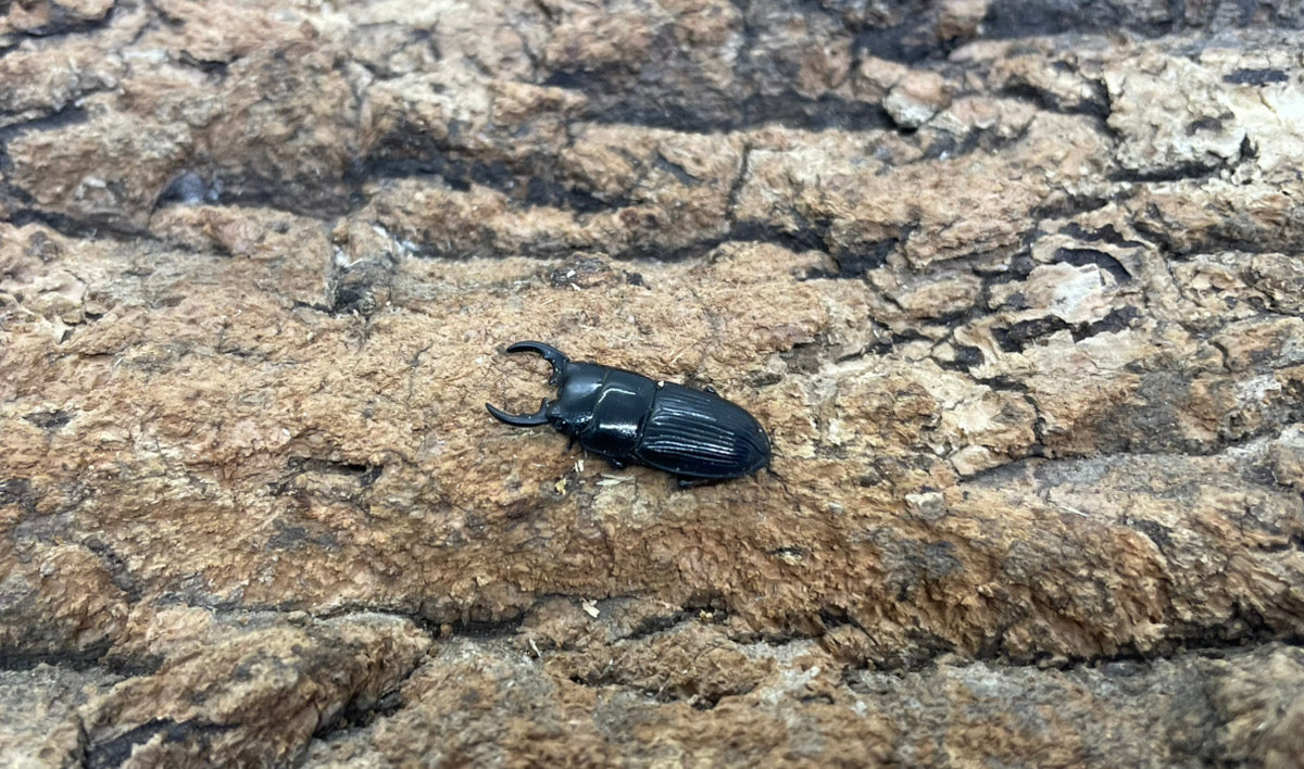 チェリフェルネブトクワガタ