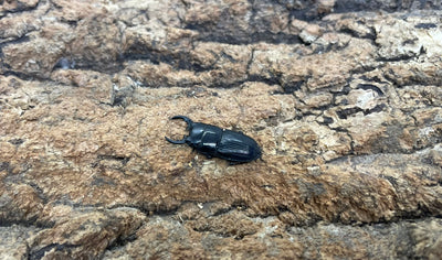 チェリフェルネブトクワガタ