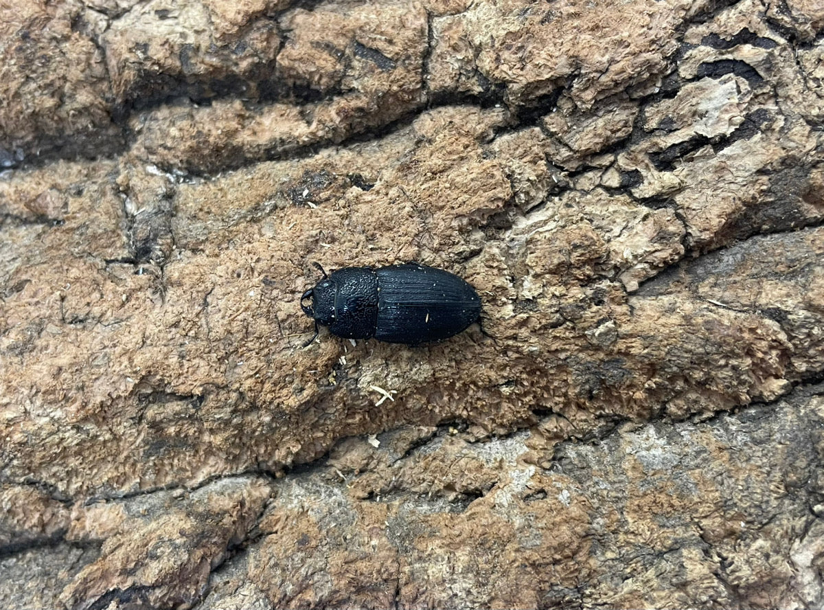 チェリフェルネブトクワガタ