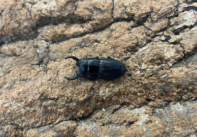 チェリフェルネブトクワガタ