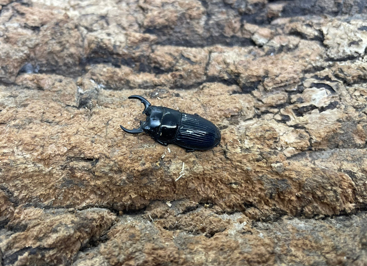 チェリフェルネブトクワガタ