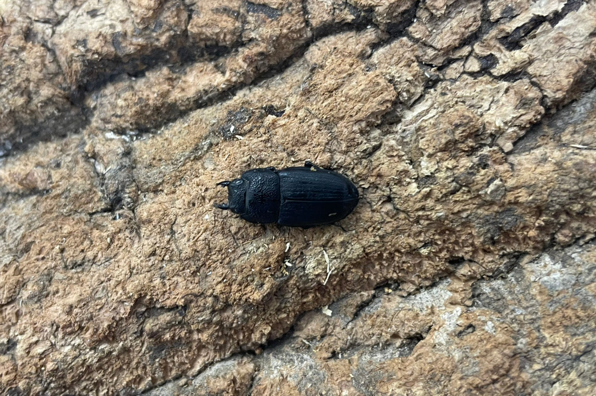 チェリフェルネブトクワガタ