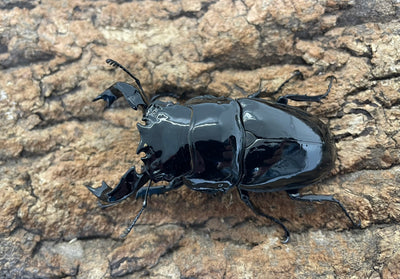 タランドゥスオオツヤクワガタ