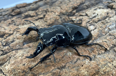 タランドゥスオオツヤクワガタ