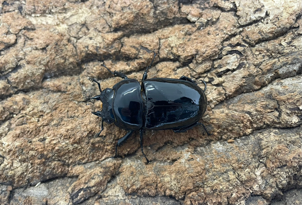 タランドゥスオオツヤクワガタ