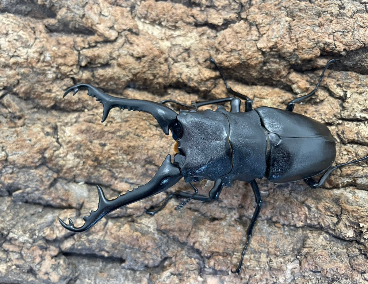 ギラファノコギリクワガタ