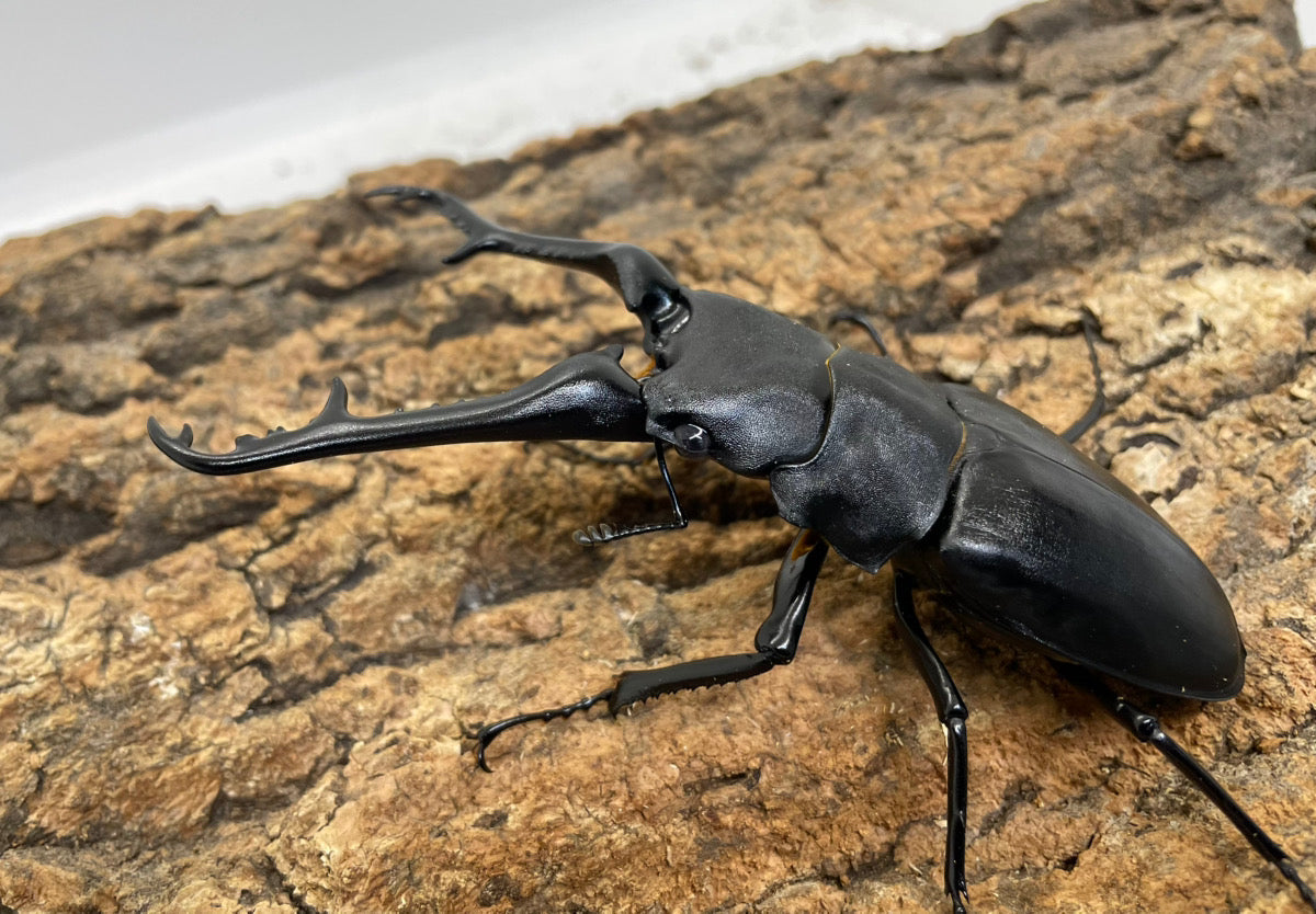 ギラファノコギリクワガタ