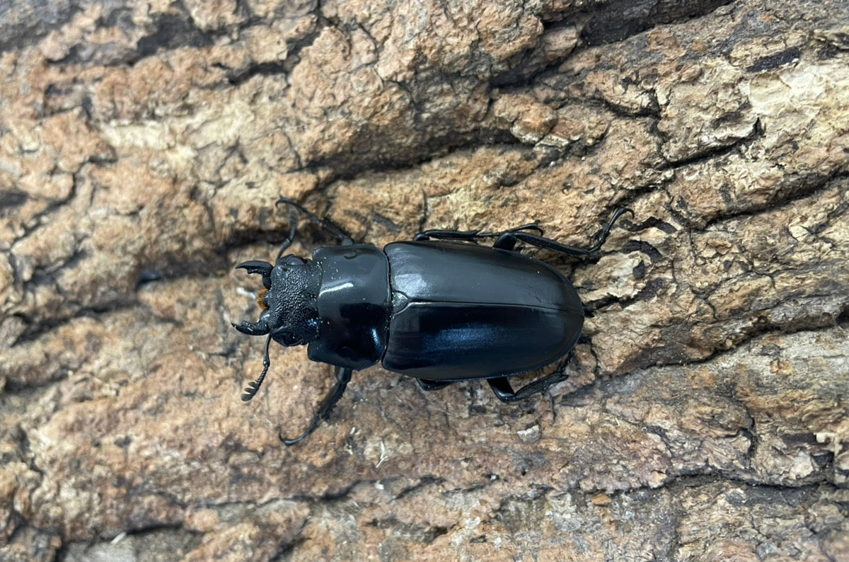 ギラファノコギリクワガタ