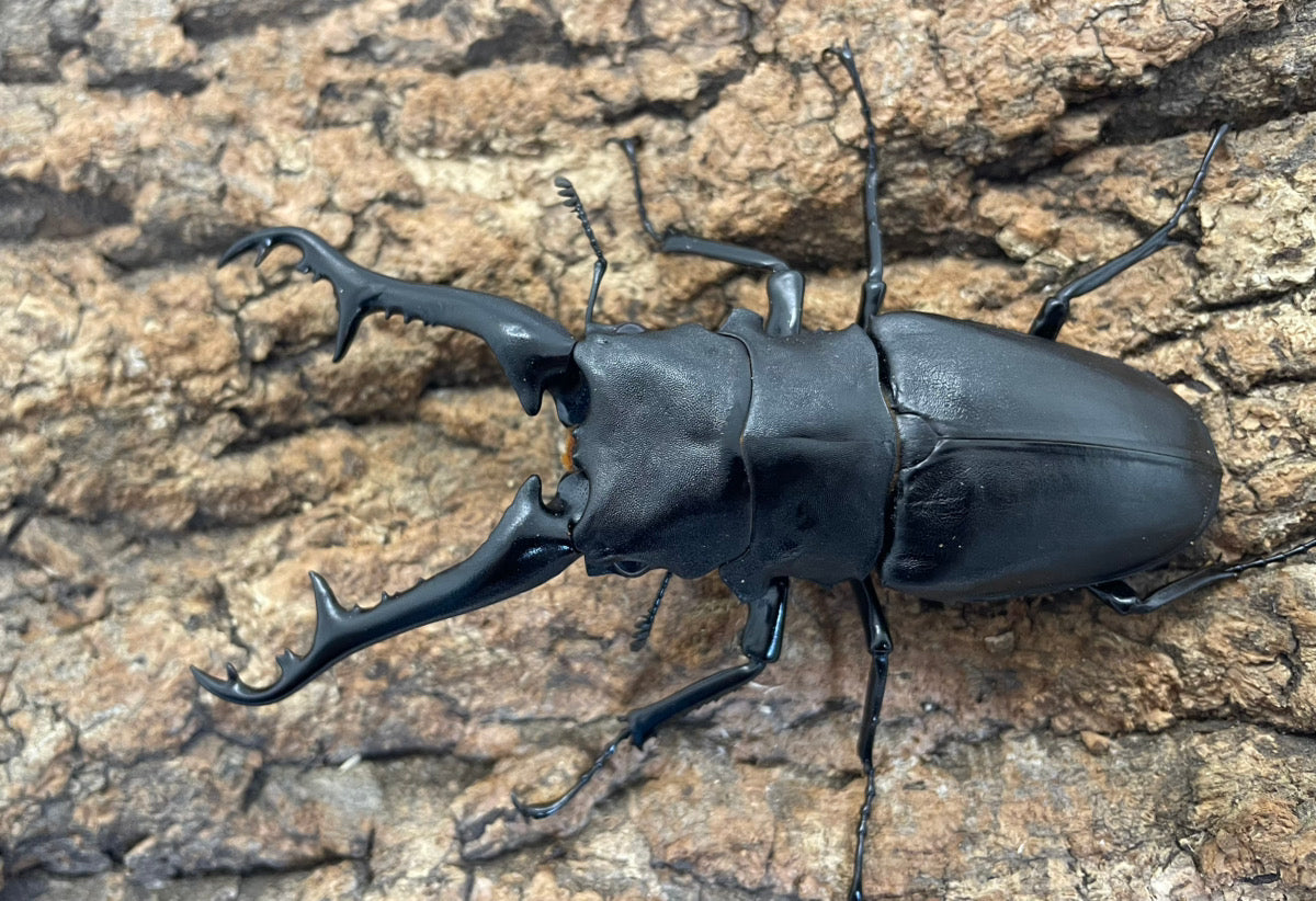 ギラファノコギリクワガタ