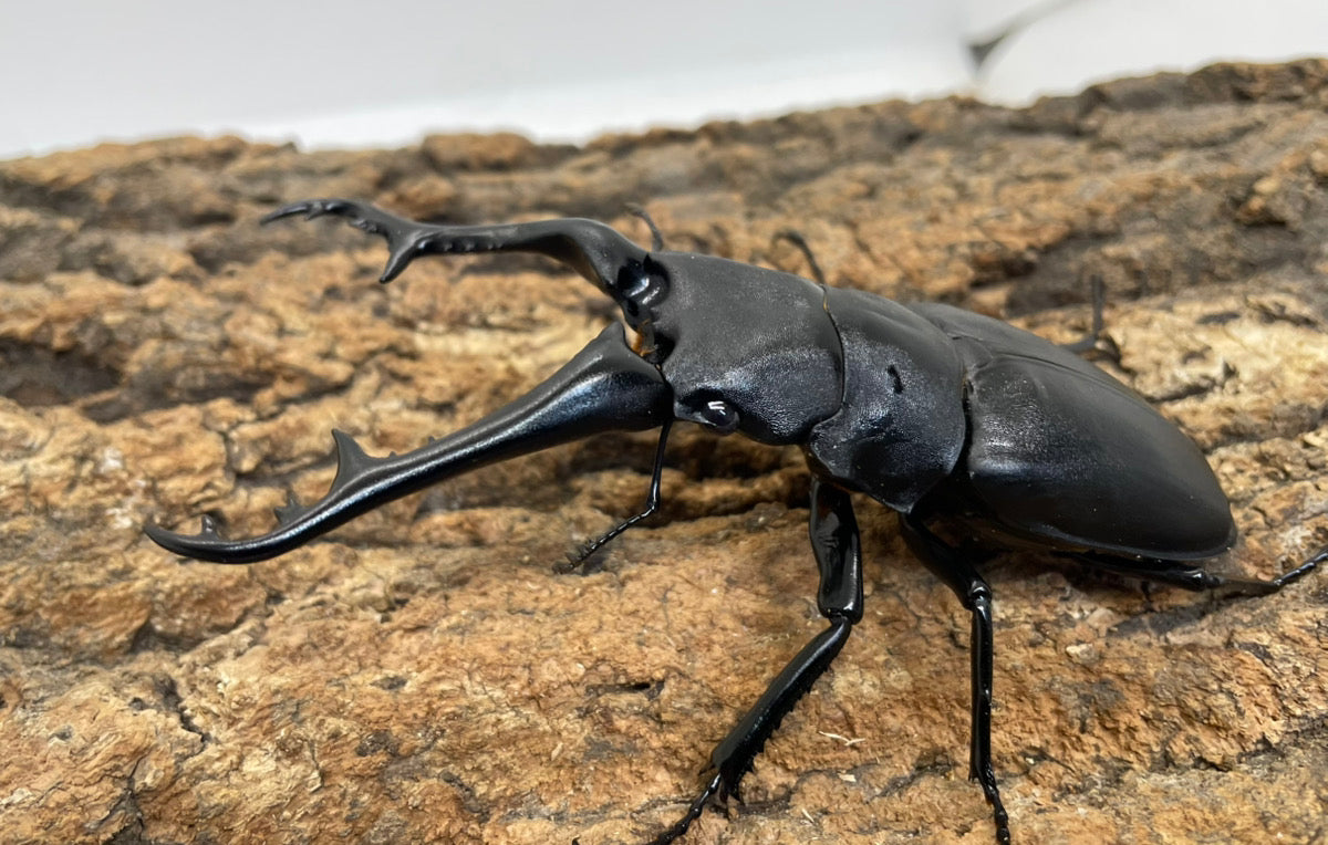 ギラファノコギリクワガタ