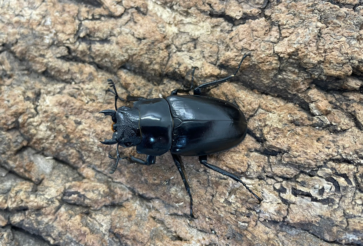 ギラファノコギリクワガタ