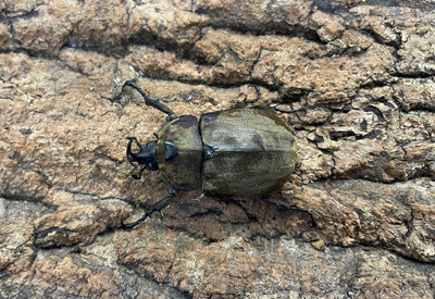 サビイロカブト