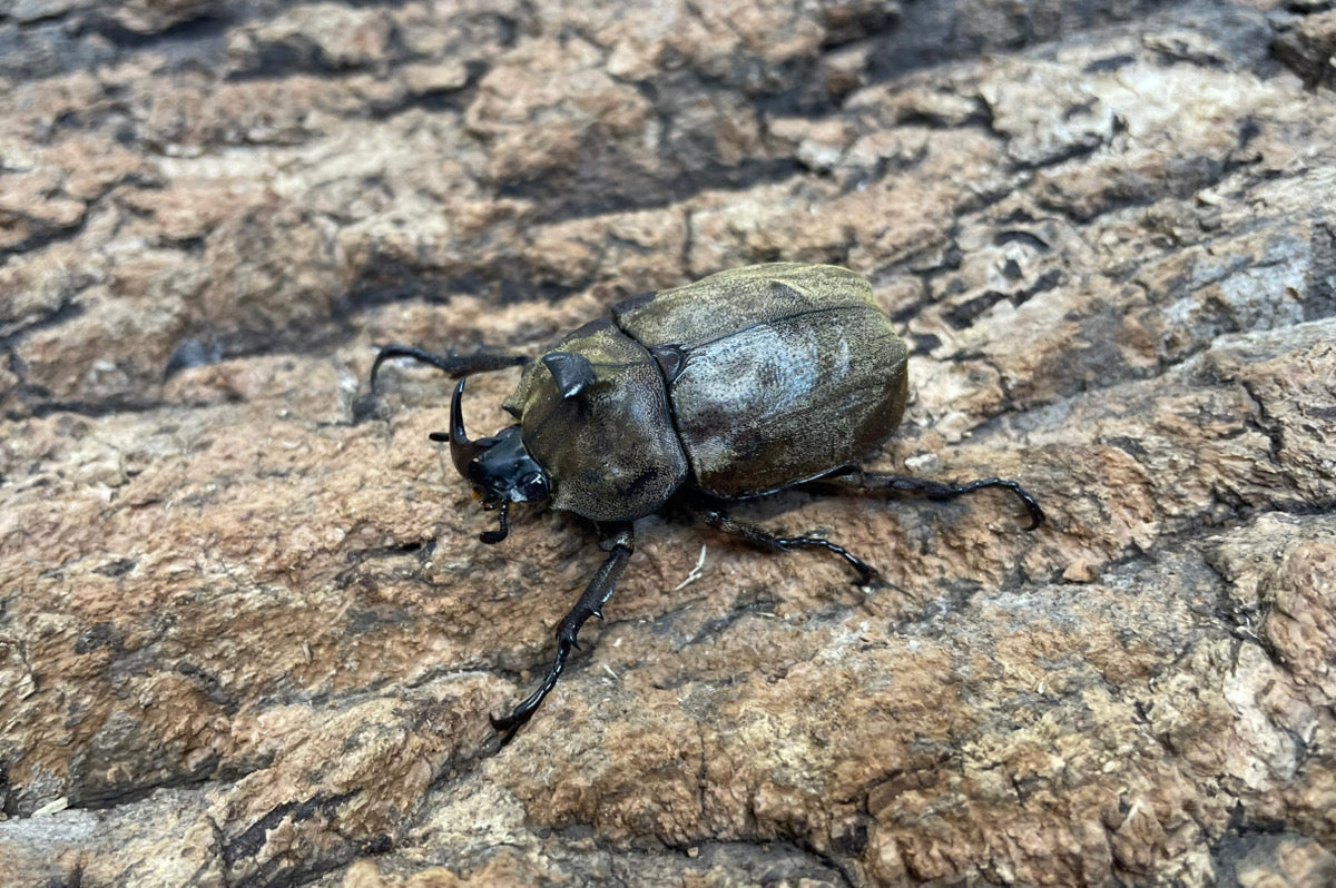 サビイロカブト