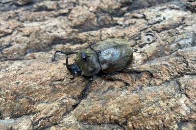 サビイロカブト