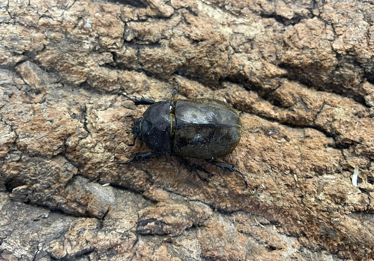 サビイロカブト