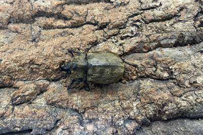 サビイロカブト