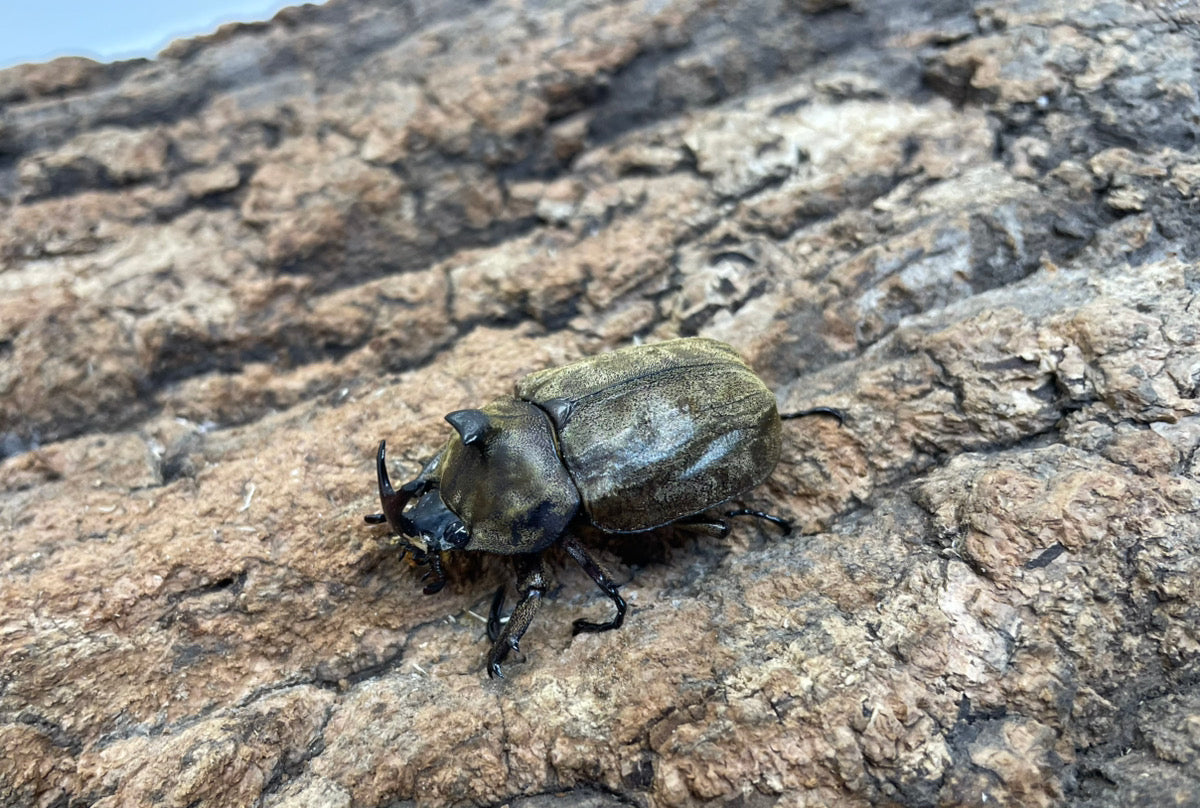 サビイロカブト