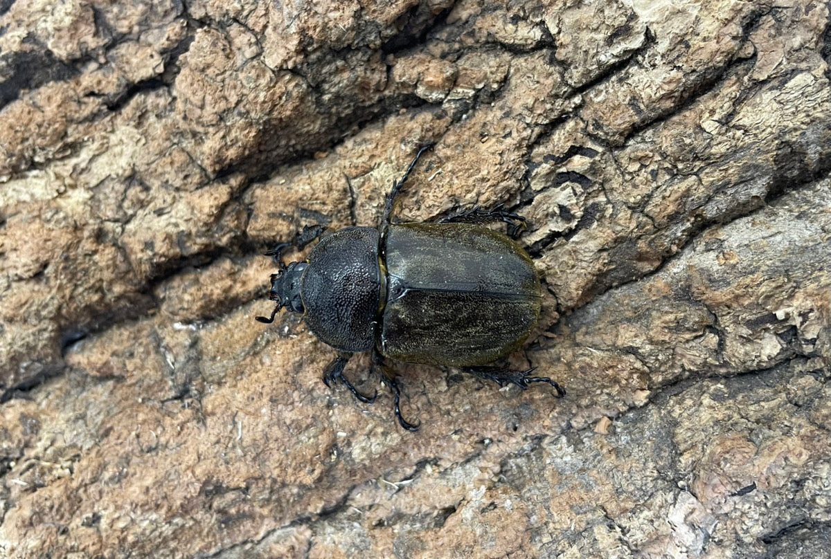 サビイロカブト