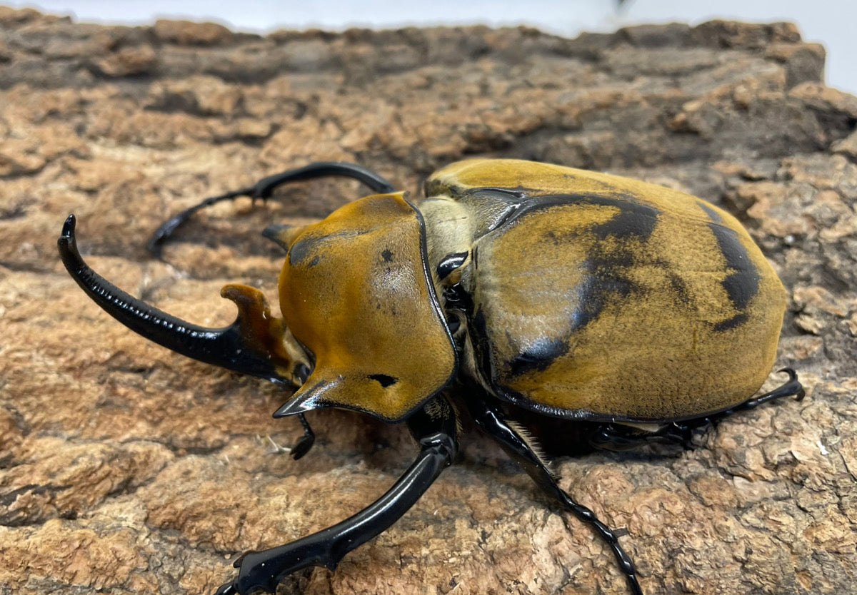 エラファスゾウカブト　