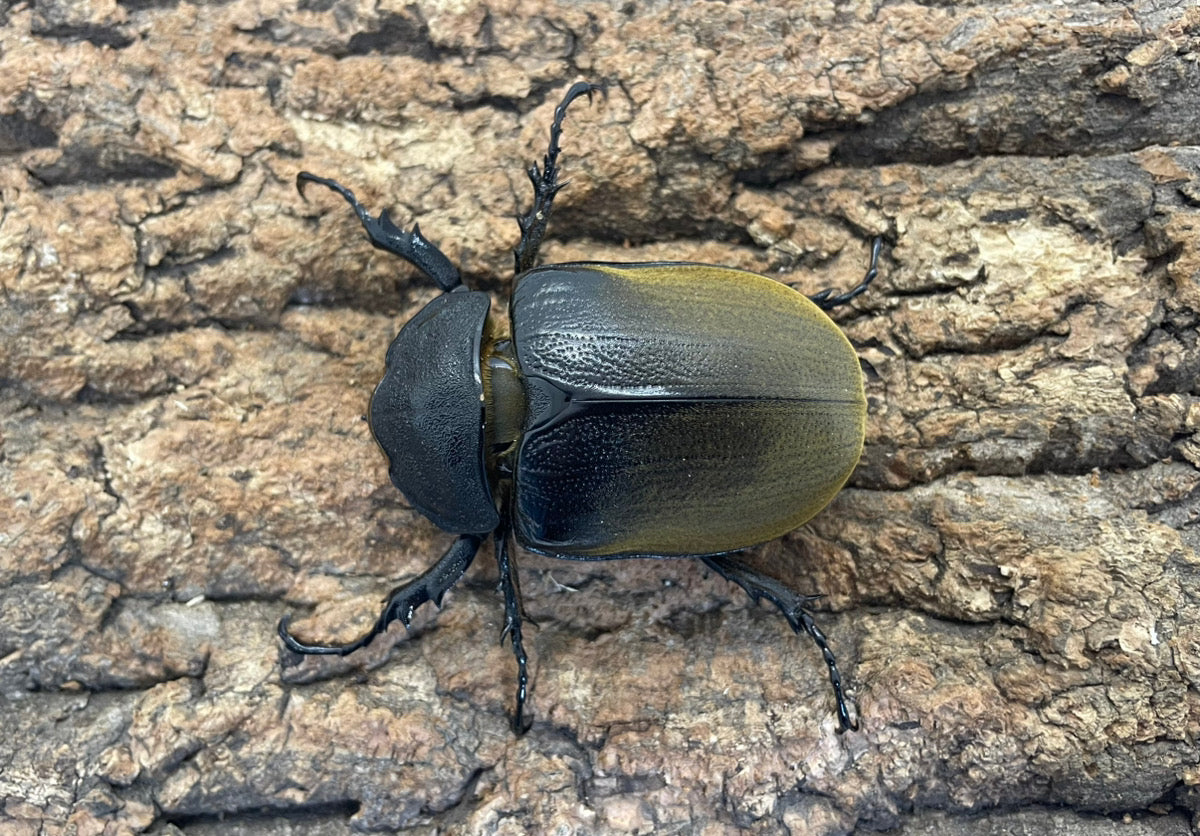 エラファスゾウカブト　