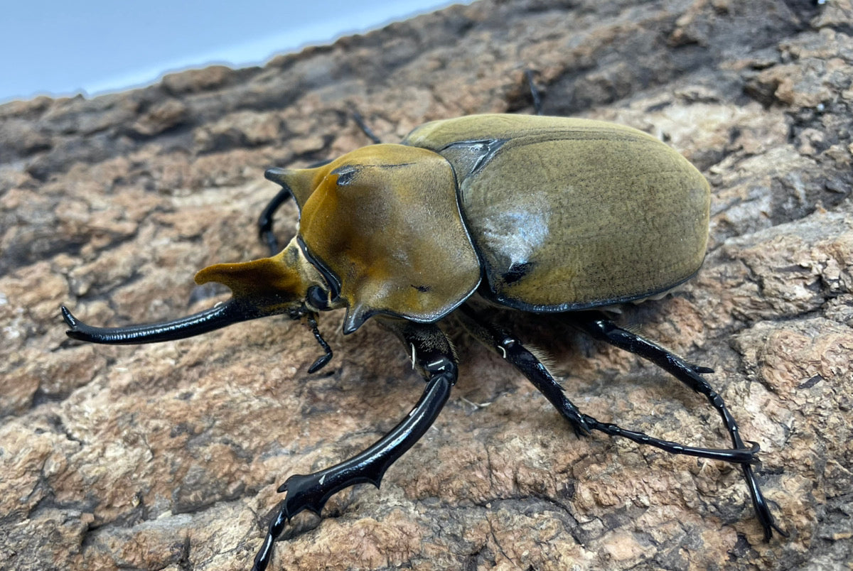 エレファスゾウカブト