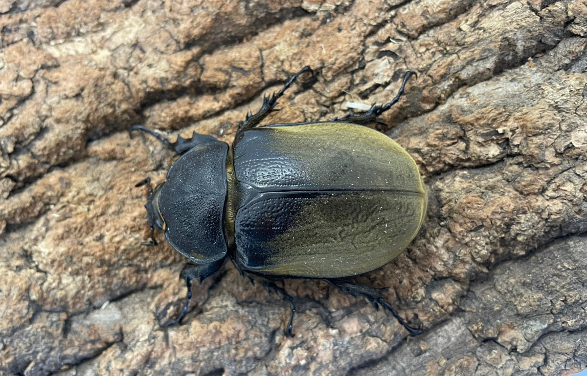 エレファスゾウカブト