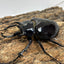 マルスゾウカブト