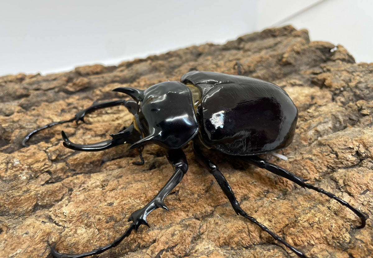 マルスゾウカブト