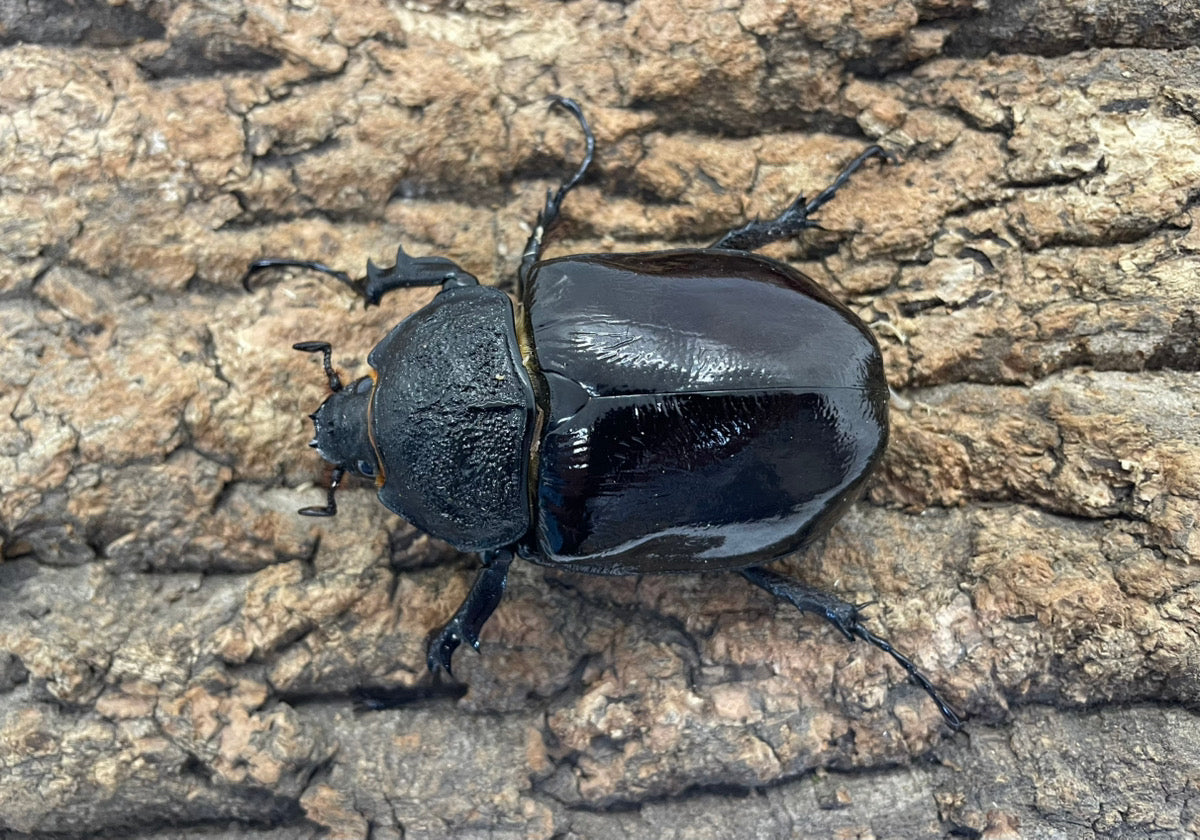 マルスゾウカブト