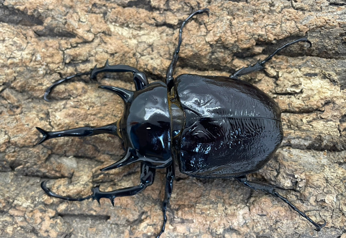 マルスゾウカブト