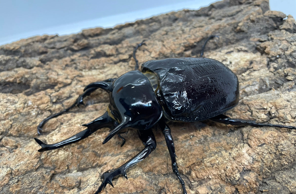 マルスゾウカブト