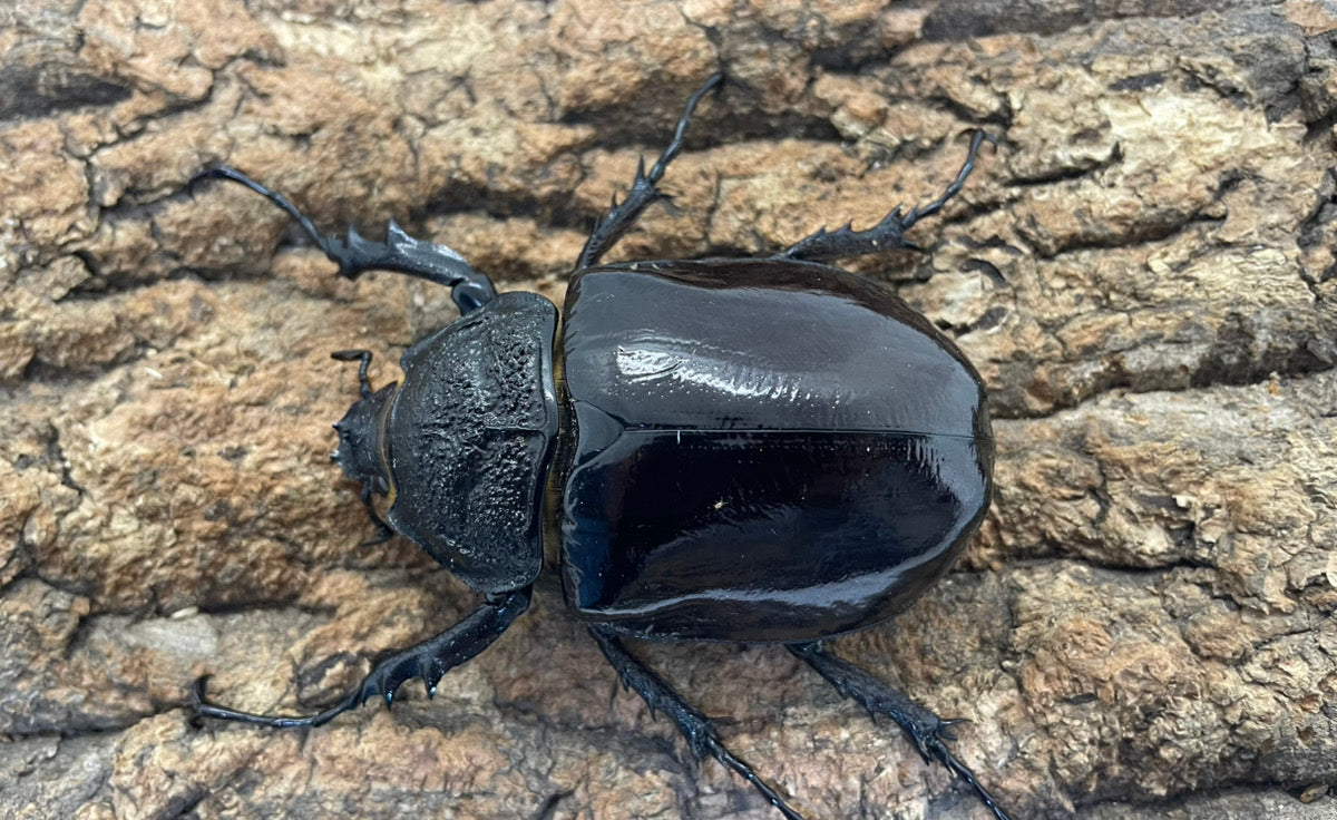 マルスゾウカブト