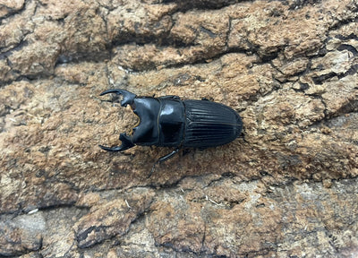 プラティオドンクワガタ