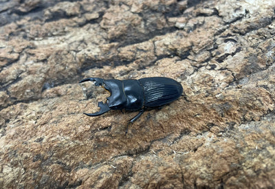 プラティオドンクワガタ