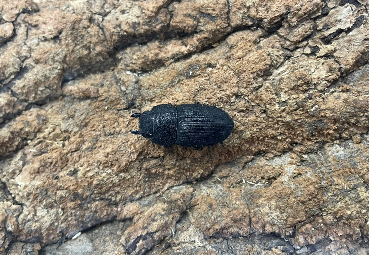 プラティオドンクワガタ