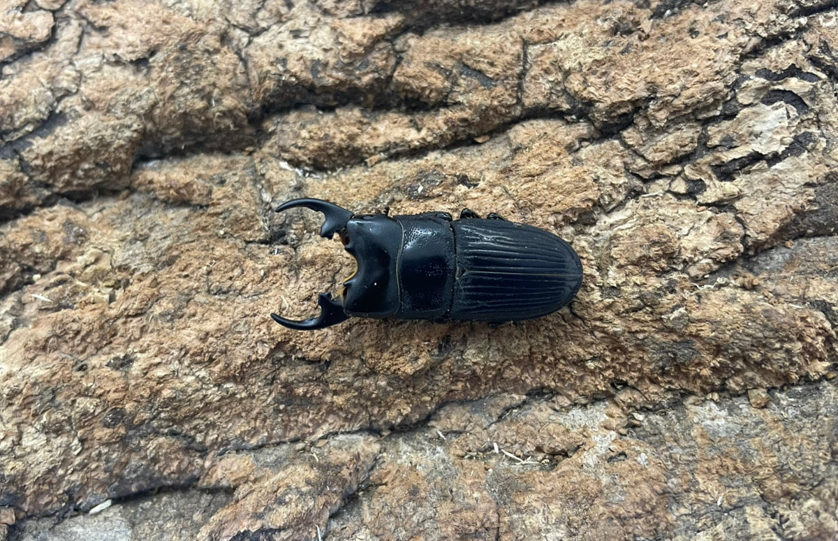 プラティオドンクワガタ