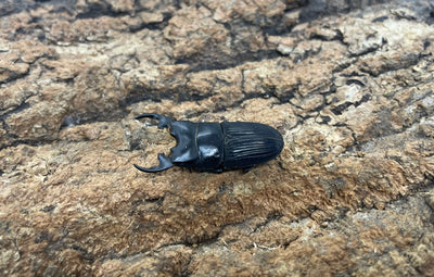 プラティオドンクワガタ