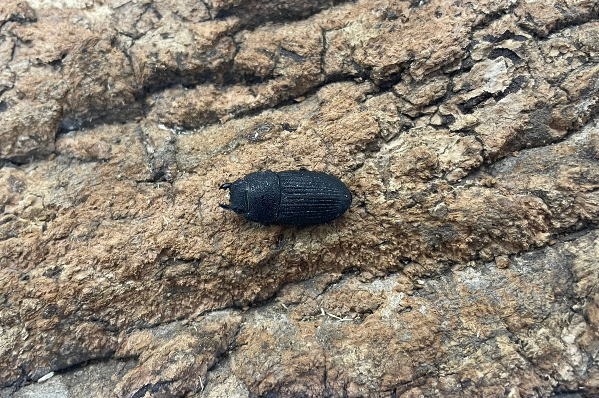 プラティオドンクワガタ