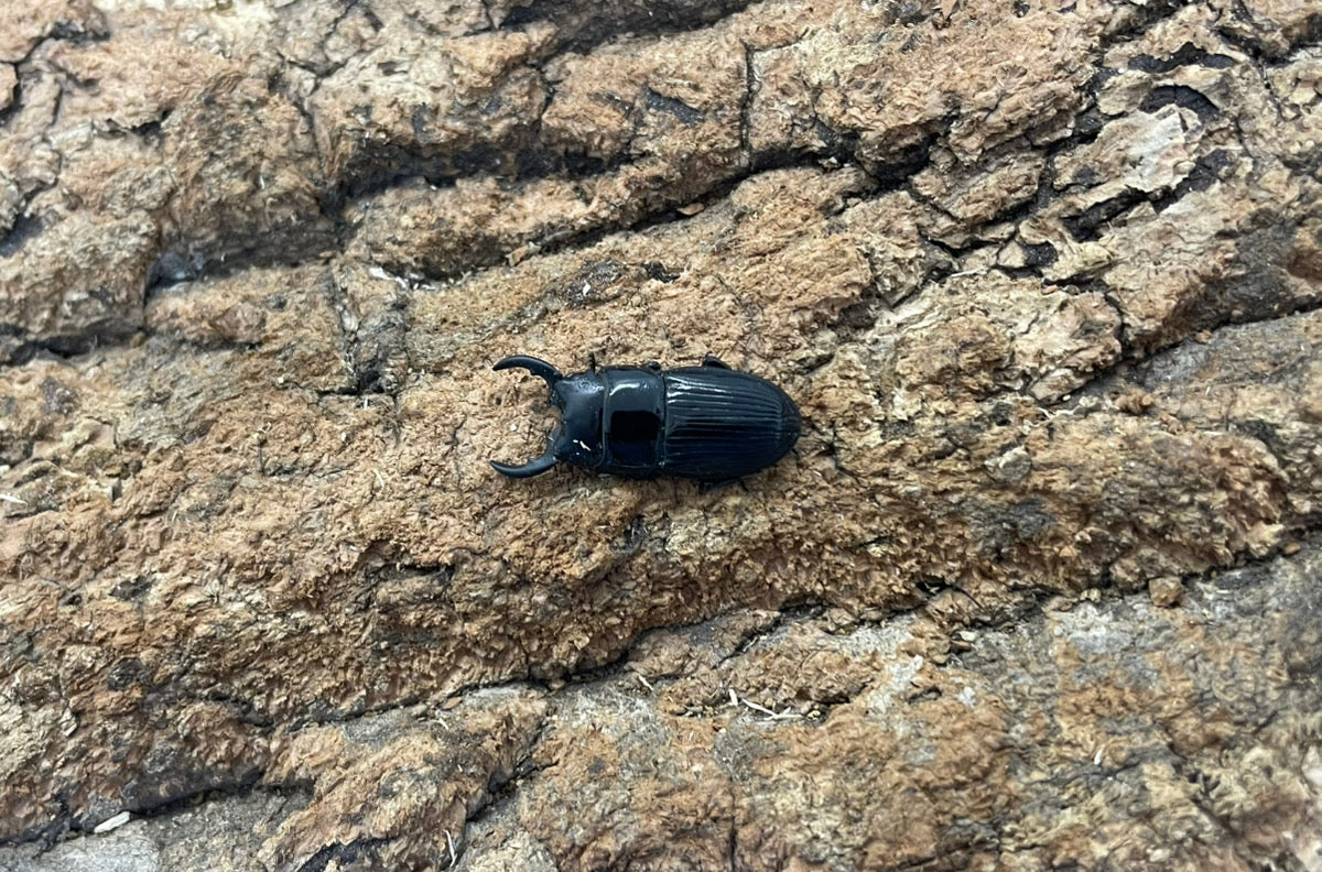 チェリフェルネブトクワガタ