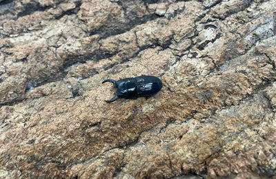 チェリフェルネブトクワガタ